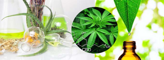 Plant Extraction Using Rotary Evaporator